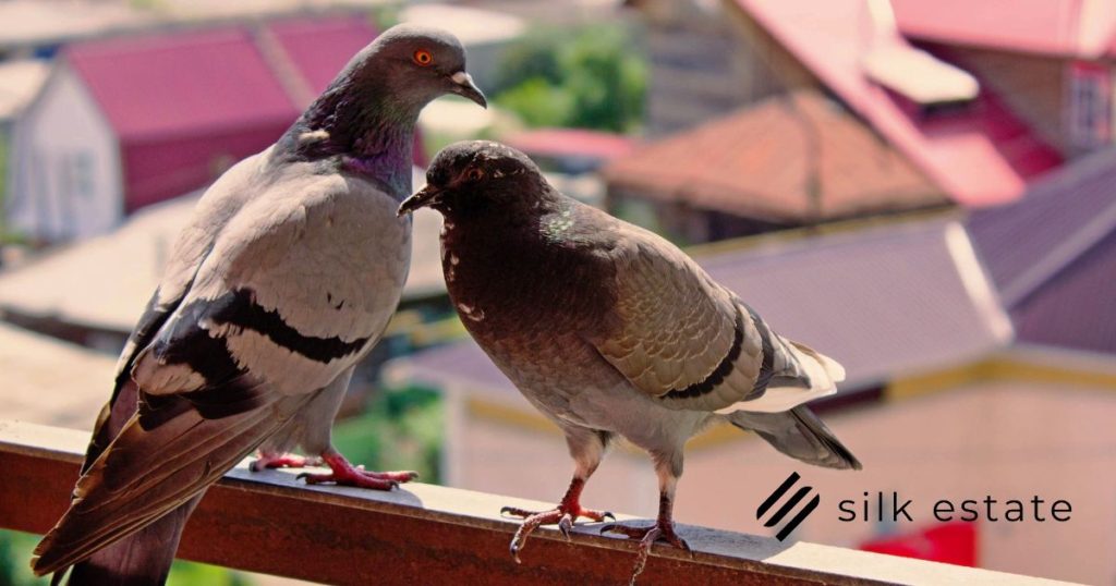 Keep to keep Pigeons Off Your Balcony or Roof Top